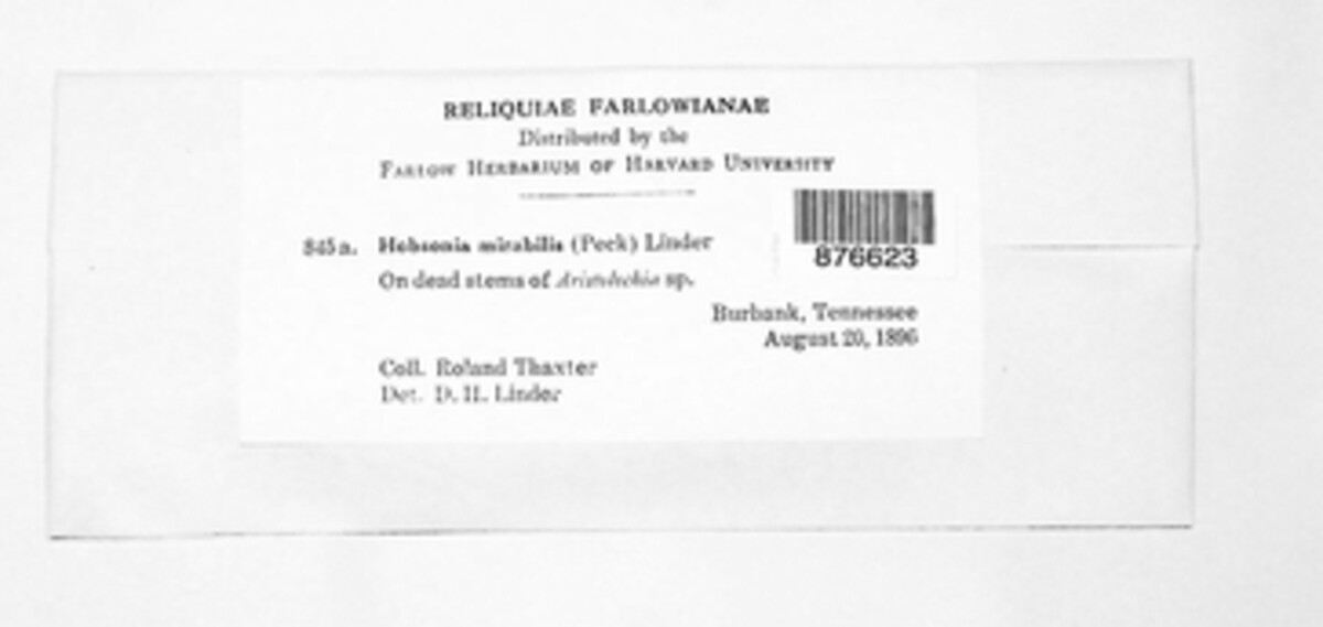 Hobsonia mirabilis image